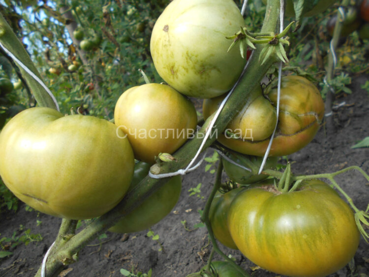 Немецкий зеленый тети Руби (Aun't Ruby's German Green)