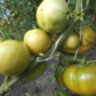 Немецкий зеленый тети Руби (Aun't Ruby's German Green)