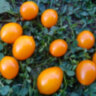 Sweet Beverley (Сладкий Беверли) (Тип мультифлора)