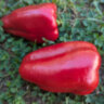 Перец Красный слон