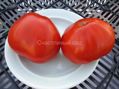 Сердце Данко (Данко)