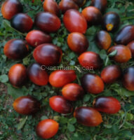 Black kumquat (Черный кумкват)