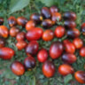 Black kumquat (Черный кумкват)