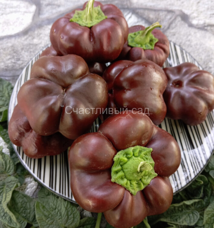 Перец Tomatenpaprika chocolate (Томатный шоколадный перец) Перец Tomatenpaprika chocolate (Томатный шоколадный перец)