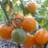 Dwarf Moby's сherry (Гном вишня Моби) Dwarf Moby's сherry (Гном вишня Моби)