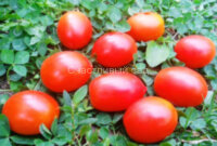 Gardener’s Sweetheart (Возлюбленная садовника)