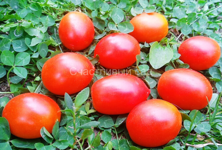 Gardener’s Sweetheart (Возлюбленная садовника)