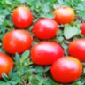 Gardener’s Sweetheart (Возлюбленная садовника)