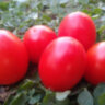 Gardener’s Sweetheart (Возлюбленная садовника)