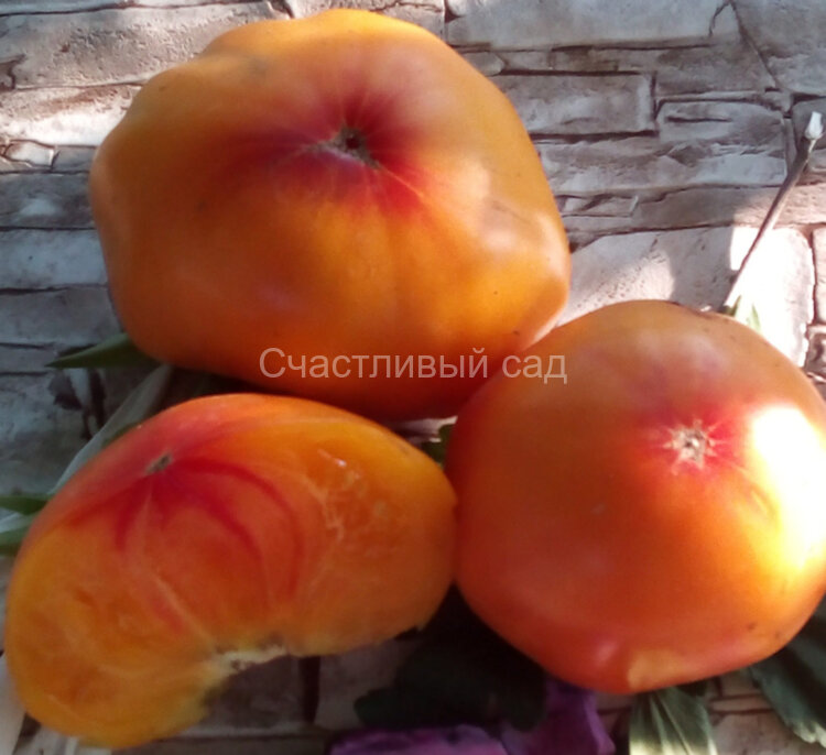Shen Fas Axa (Шен Фас Аха) Shen Fas Axa (Шен Фас Аха)
