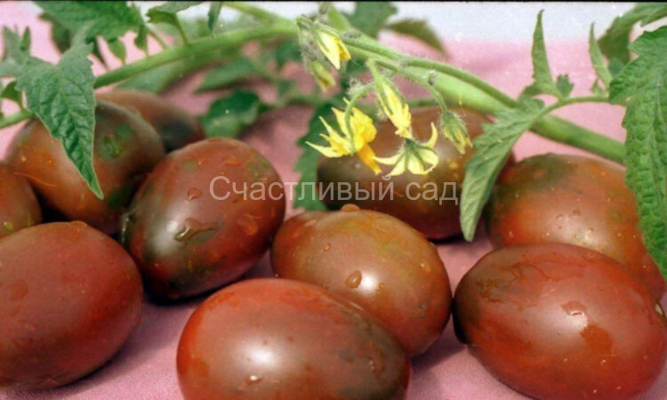 Черная слива