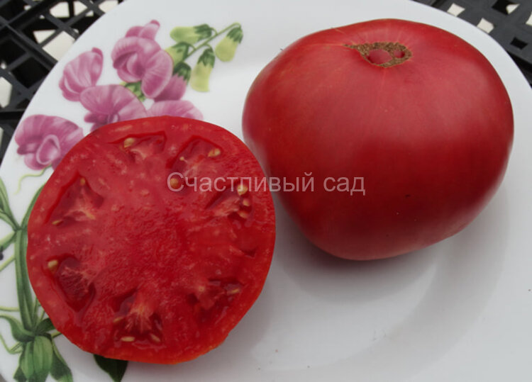 Sabre (Сабля)