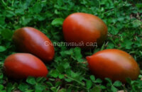 Dwarf Almandine (Гном Алмандин)