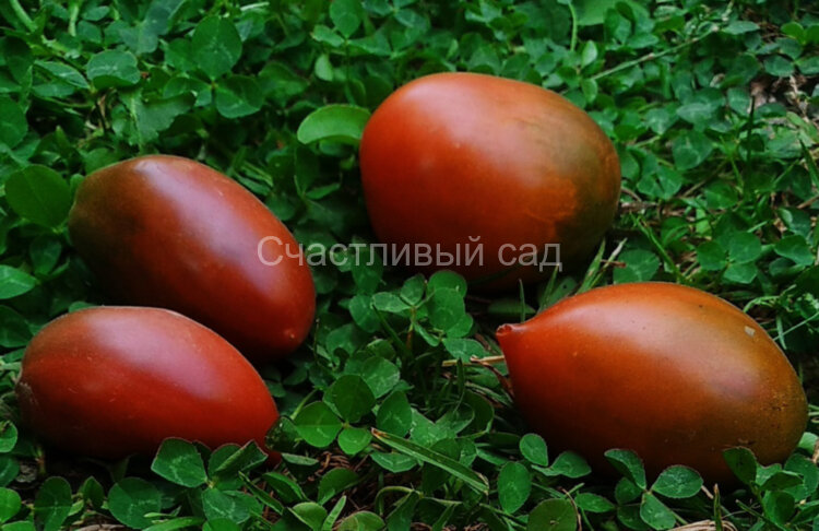 Dwarf Almandine (Гном Алмандин) Dwarf Almandine (Гном Алмандин)