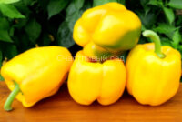 Перец Giant Ozark Yellow (Гигант Озарк Жёлтый)