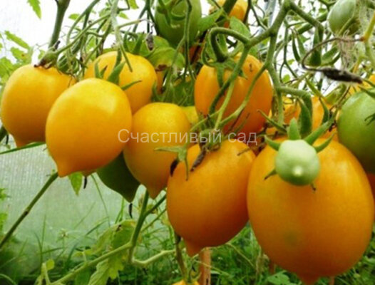 Чудо света