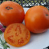 Orange Pride Dwarf (Гном Оранжевая Гордость)