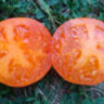 Orange Pride Dwarf (Гном Оранжевая Гордость)