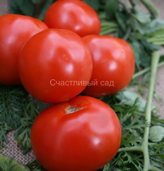 Сибирячок