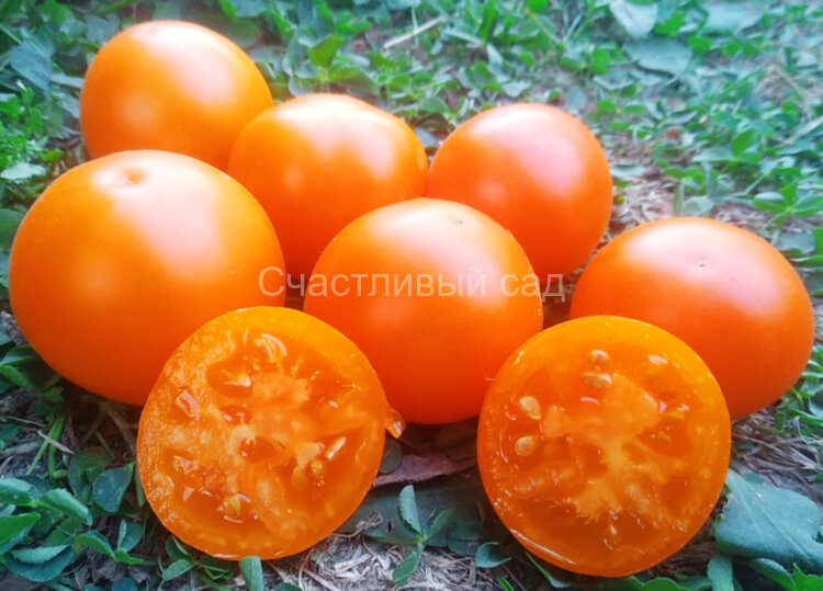Утя