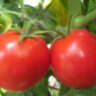 Clare Valley Red (Гном Красная Долина Клэр)