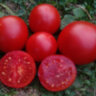 Clare Valley Red (Гном Красная Долина Клэр)