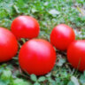 Clare Valley Red (Гном Красная Долина Клэр)