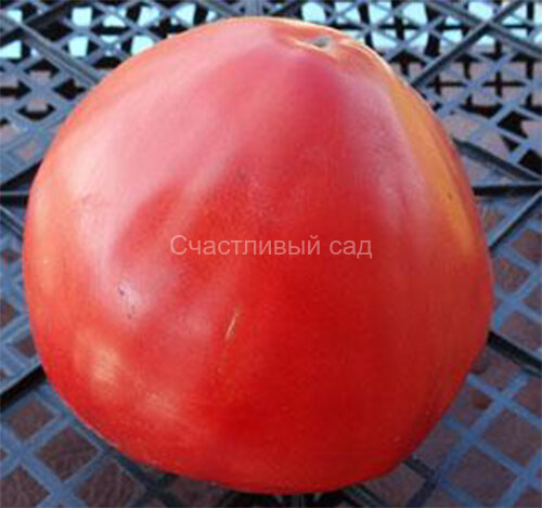 Сахарный гигант 