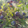 Ananas blue (Синий ананас)