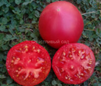 Gogosha (Гогоша)