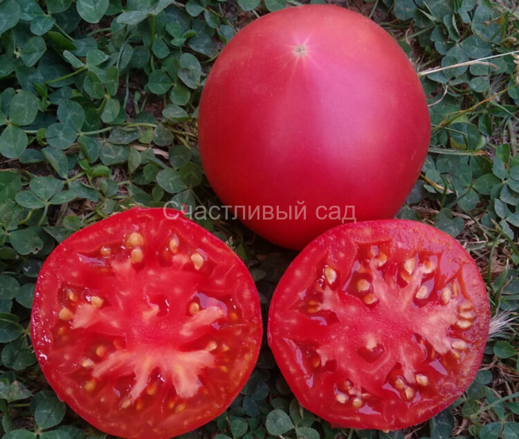 Gogosha (Гогоша)