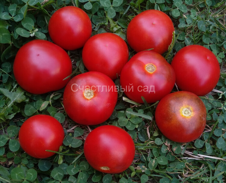 Красные ангелочки