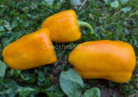 Перец Афродита