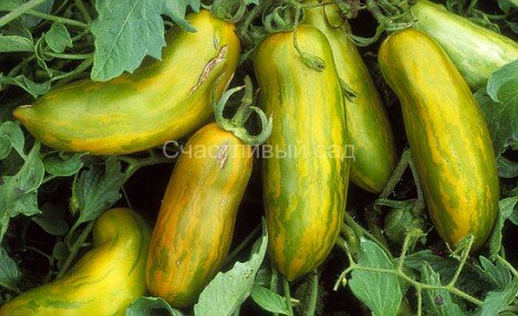 . Зеленая колбаса (Green Sausage)