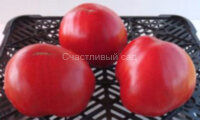 Бычье сердце Минусинское гигант (от Н. Щербининой) 