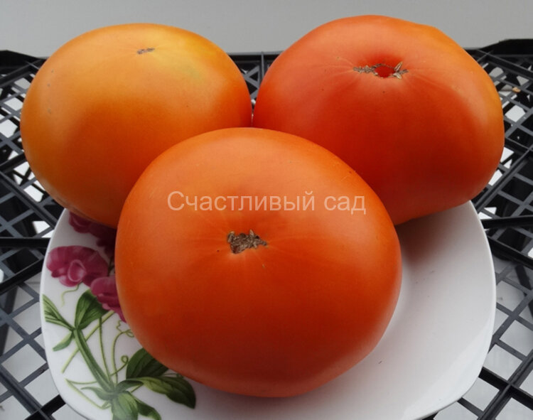 Оранжевый гигант Дмитриева