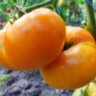 Amana orange (Амана оранж)