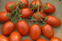 Марианны