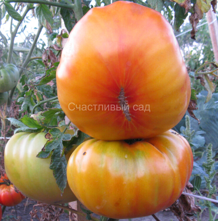 Гавайский ананас (Hawaiian Pineapple) Гавайский ананас (Hawaiian Pineapple)