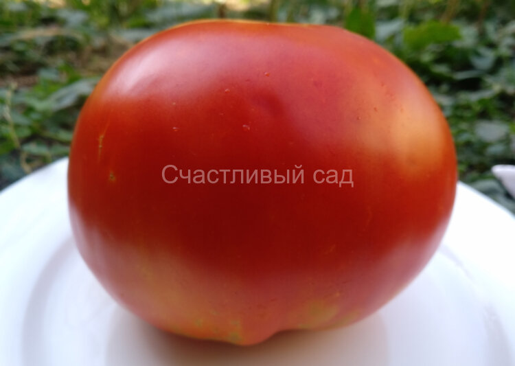 Brutus (Брутус)