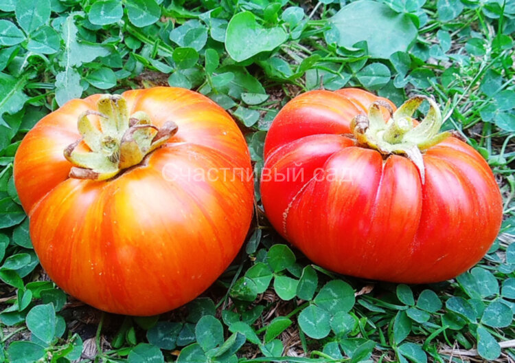Cherokee Tiger large red dwarf (Гном Чероки большой тигр красный) Cherokee Tiger large red dwarf (Гном Чероки большой тигр красный)