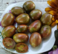Brussel Tomato festival (Брюссельский фестиваль томатов)