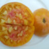 Big Orange Bicolor (Большой Оранжевый Двухцветный)