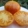 Big Orange Bicolor (Большой Оранжевый Двухцветный)