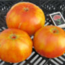 Big Orange Bicolor (Большой Оранжевый Двухцветный)