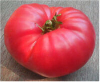 Todd County Amish (Амиш округа Тодд)
