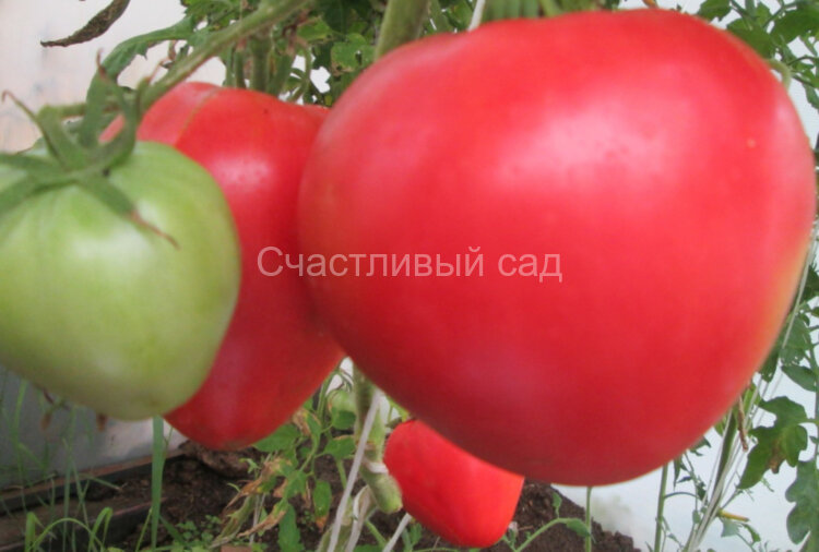 Малиновка