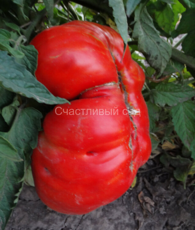 Burgess (Colossal Red Improved) Бюргер (Колоссальный Улучшенный Красный)