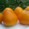 Золотой король