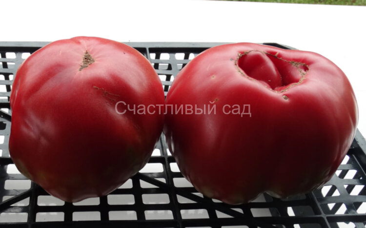 Belmonte (Бельмонте) 